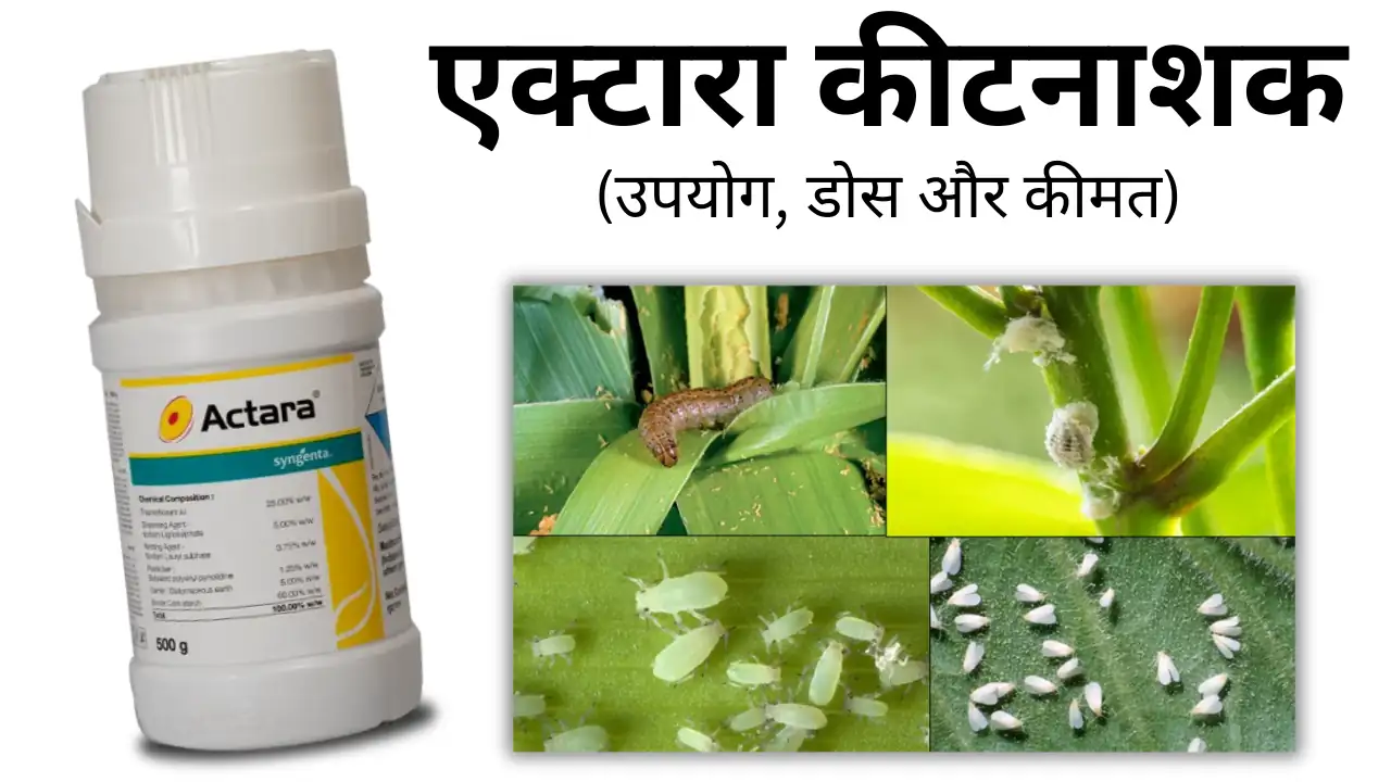 actara insecticide